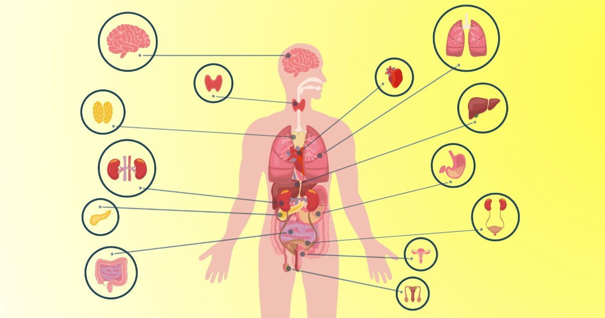 corpo-humano-dificil - Português