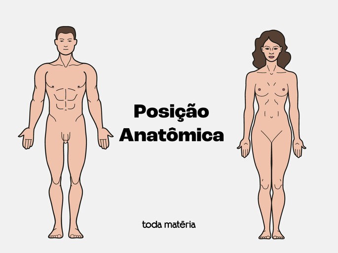 como é a posição anatômica - brainly.com.br