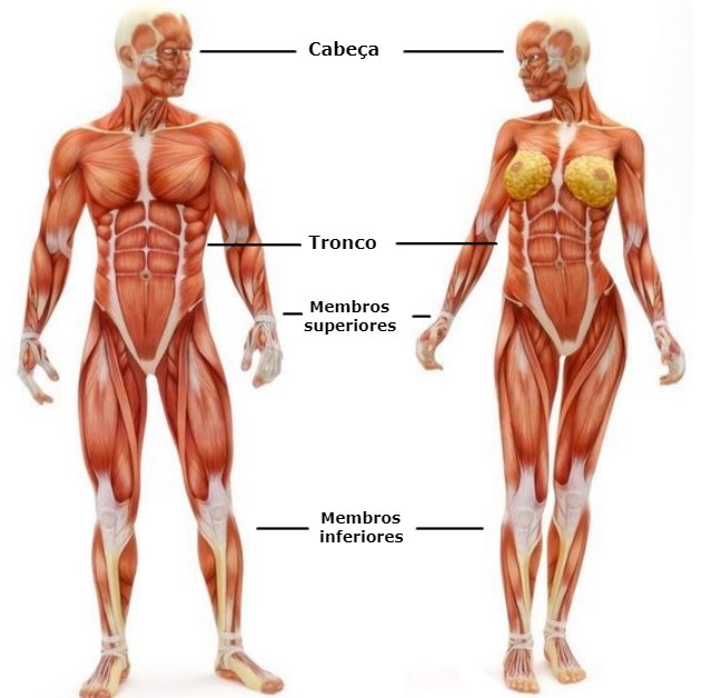 partes do corpo humano