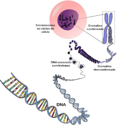 Formação do Cromossomo