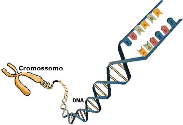 Cromossomo
