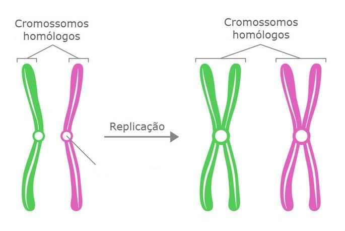 Cromossomos homólogos