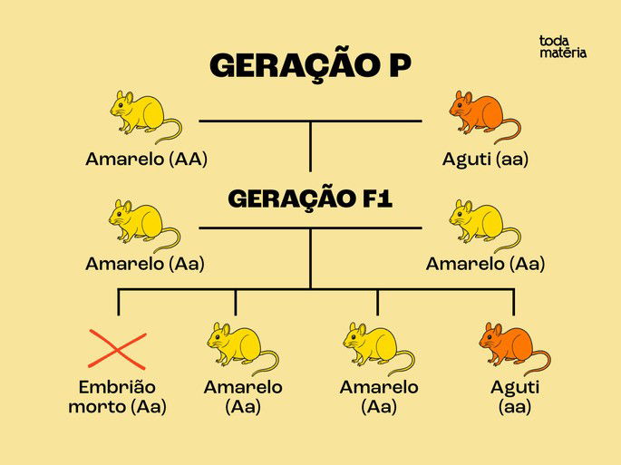 Cruzamento entre ratos aguti e amarelos