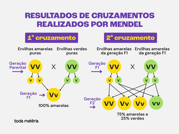 Cruzamentos de Mendel