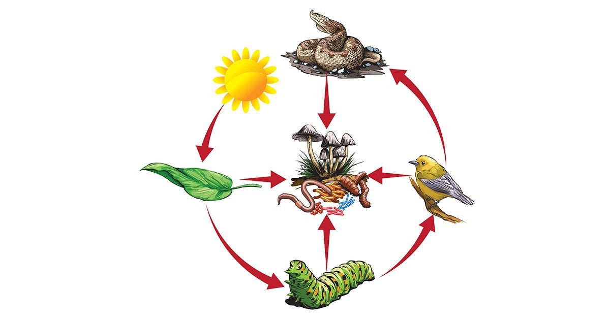 Exemplo De Decompositores Na Cadeia Alimentar