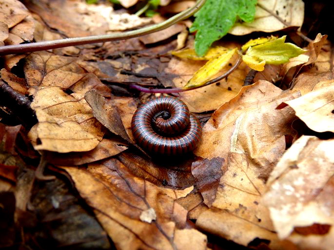 Piolho de Cobra