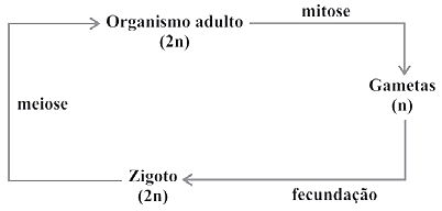 Meiose - Biologia Enem