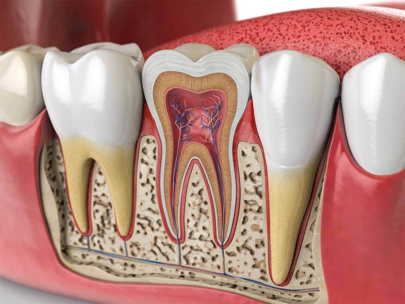 Dentes: o que são, suas funções e anatomia - Toda Matéria