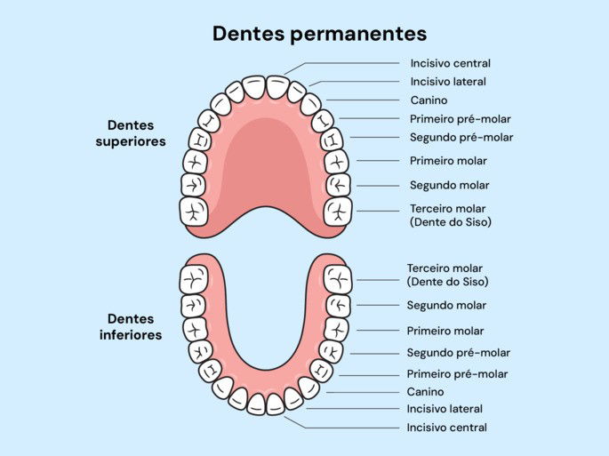 Dentes permanentes humano - com nomes