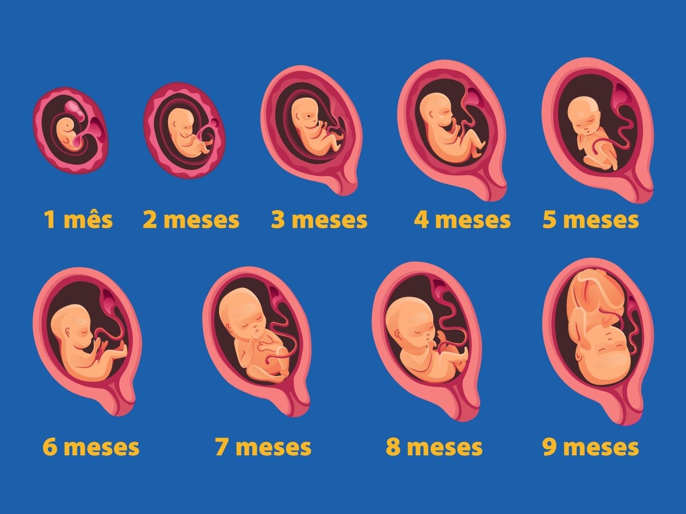 1ª, 2ª e 3ª semana de gravidez