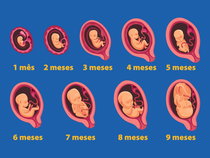 Desenvolvimento Embrionário Humano