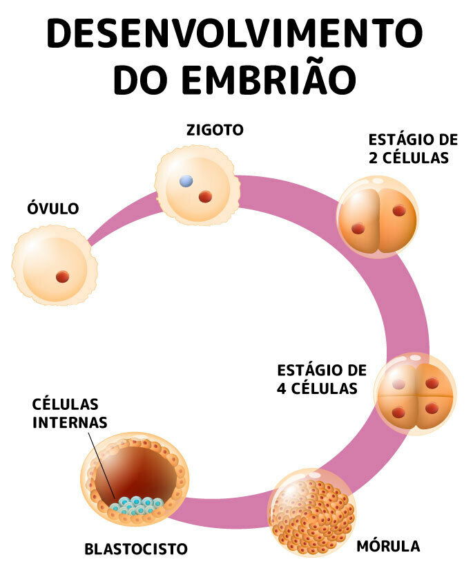 Fecundacao Humana Fases Do Desenvolvimento Gravidez Gemeos Images