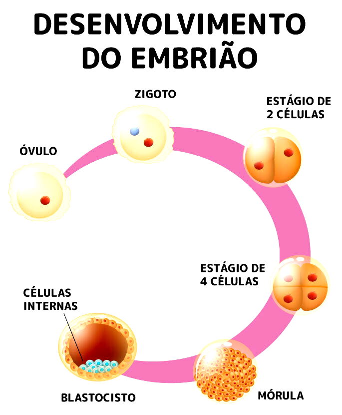 Como ocorre a Fecundação Humana? - Toda Matéria