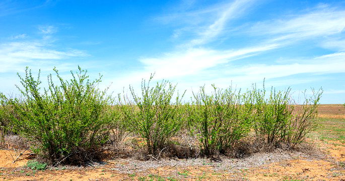 Quais são as Características da Vegetação de Altitude?