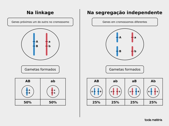 Compara&ccedil;&atilde;o entre Linkage e 2&ordm; Lei de Mendel