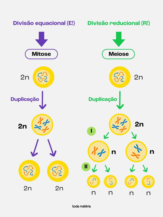 Mitose e meiose