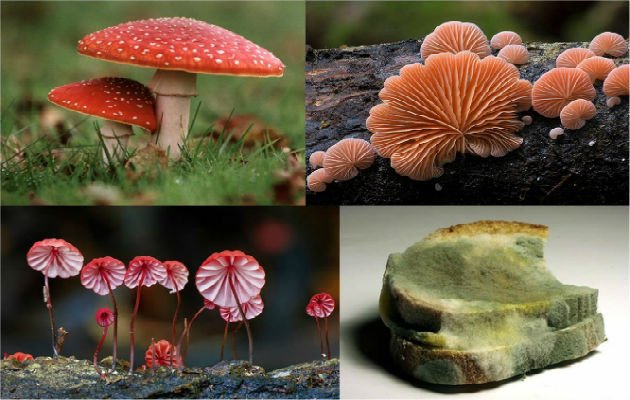 Diversidade de fungos