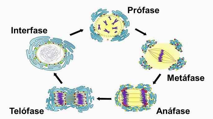 APhysio - FASES DA DIVISÃO CELULAR As células alternam entre períodos de  crescimento e de divisão celular. Existem dois tipos de divisão celular:  mitose e meiose. A mitose é a divisão celular