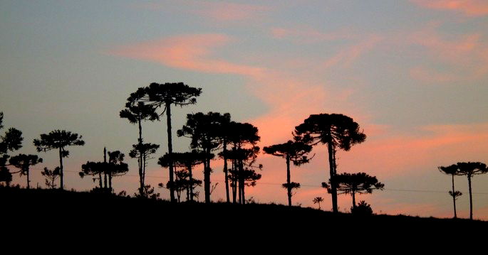 Todos os domínios morfoclimáticos do Brasil explicados - Toda Matéria