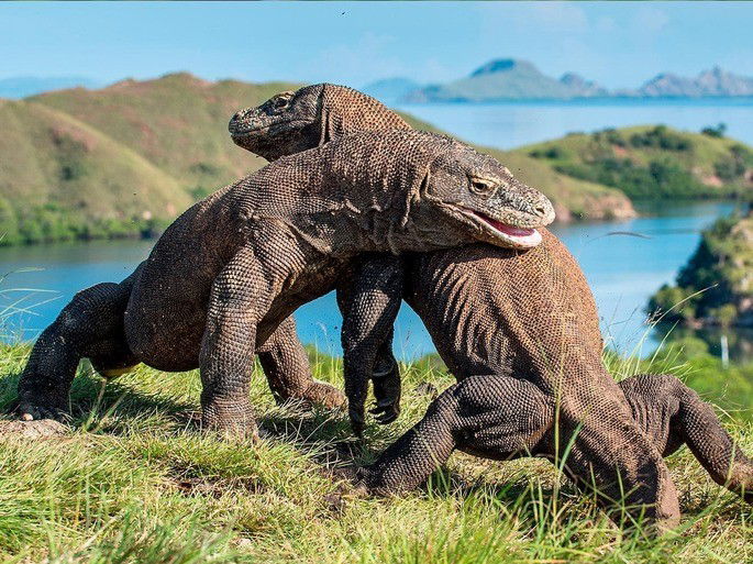 Exemplares de dragão de komodo se enfrentand