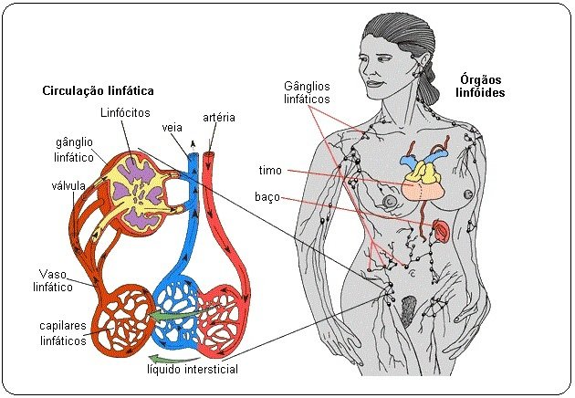 elementos sistema linfático