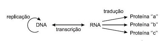 Questão do Enem sobre ácidos nucleicos