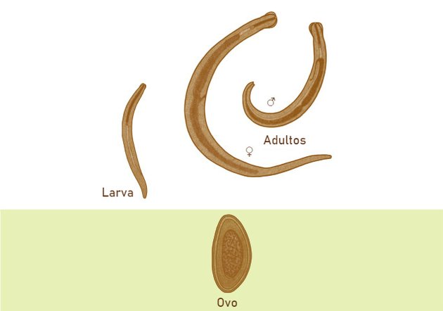 larvas de oxiuros)