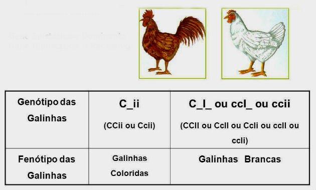Epistasia em galinhas