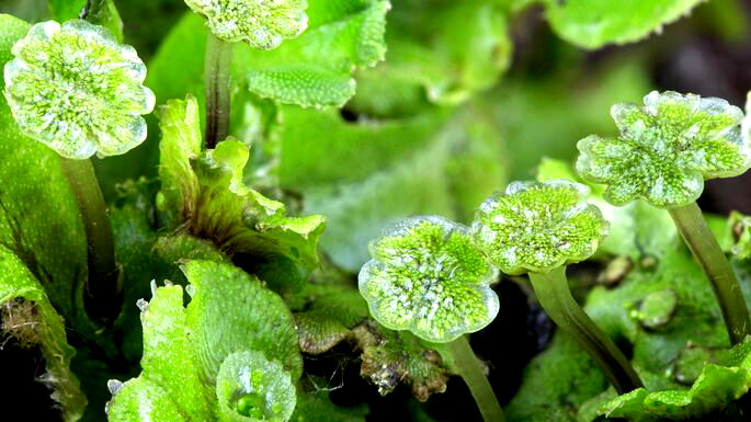 5 Exemplos De Briofitas Seu Habitat E Suas Principais Caracteristicas