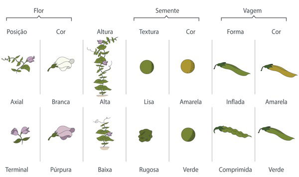 Contribuição de gregor mendel para a genética