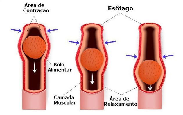 esôfago sistema digestório