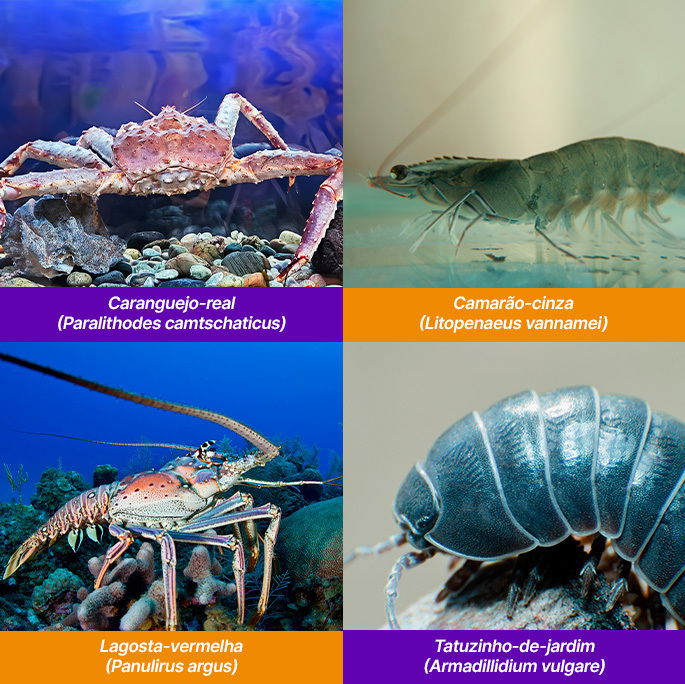 Exemplos de espécies de Crustáceos