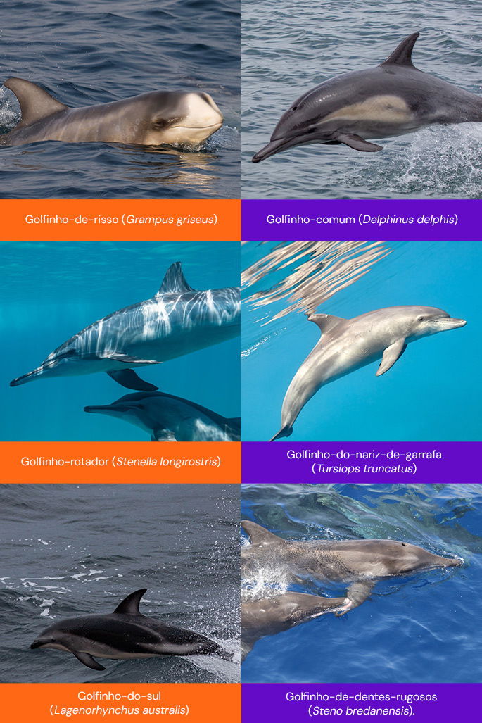Espécies de golfinhos