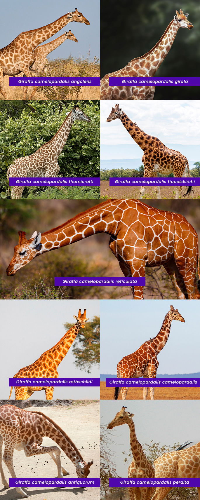 Subespécies de girafas