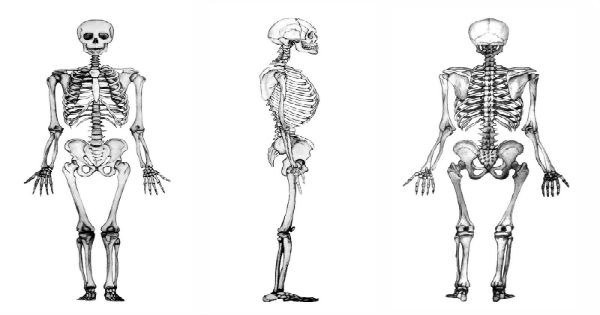 Diferenças da cintura pélvica.  Skeleton anatomy, Anatomy drawing