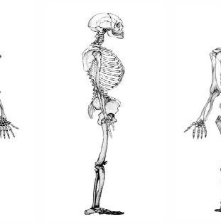 Esqueleto apendicular - Toda Matéria