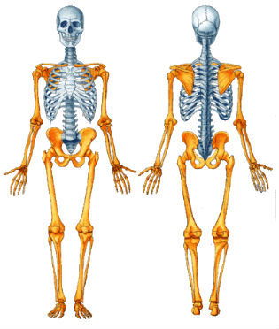 Anatomia dos Ossos de Membro Superior Clavícula e Escápula