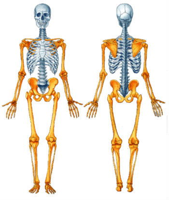 Selva Fisio - Visão anterior dos ossos e ligamentos da cintura