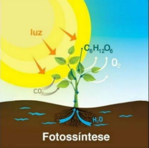 Esquema da fotossíntese