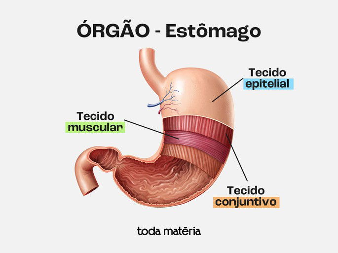 Representação do estômago com os tipos de tecido do estômago