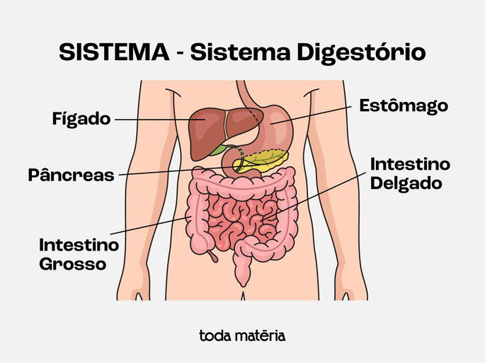 Representação dos órgãos do sistema digestório
