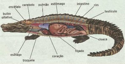 Anatomia do crocodilo