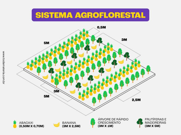 Esquema com exemplo de sistema agroflorestal