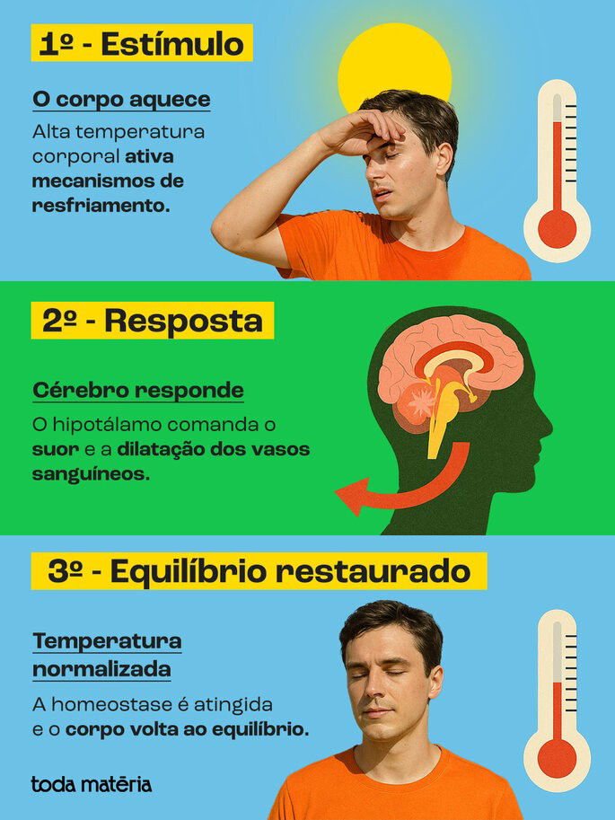 Esquema visual da Homeostase Térmica