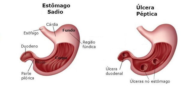 estomago sistema digestório