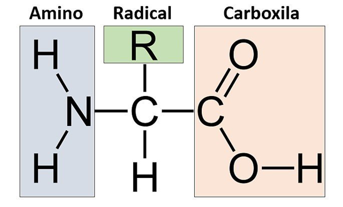 estrutura do aminoácido