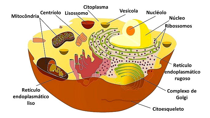 Citoplasma: definição, nos eucariontes, funções - Brasil Escola