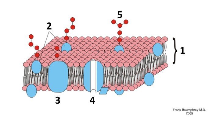 estrutura da membrana plasmática