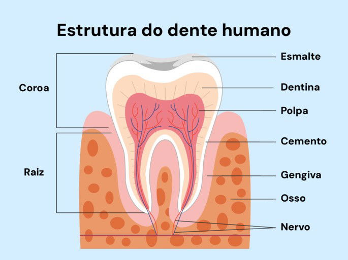 Anatomia do dente - com especificações