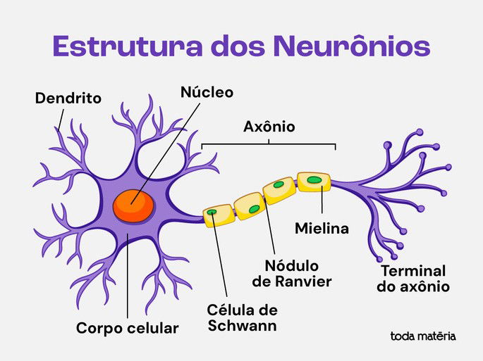 Estrutura básica de um neurônio